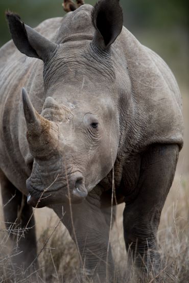 closeup-shot-african-rhinoceros