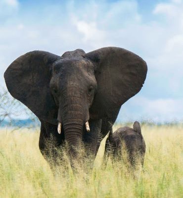 Maasai Mara Game Reserve